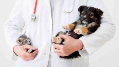 Vacunas que debe tener un perro y un gato