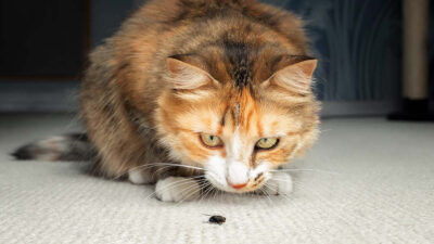 Dieta de insectos para gatos: cómo hacerla