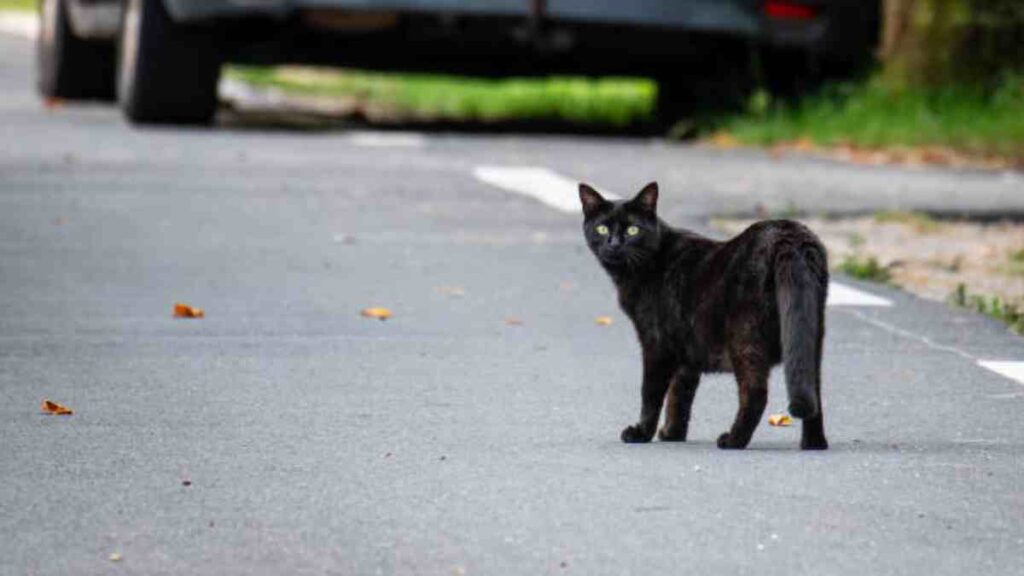 Gato callejero va cada año a una veterinaria para que lo revisen