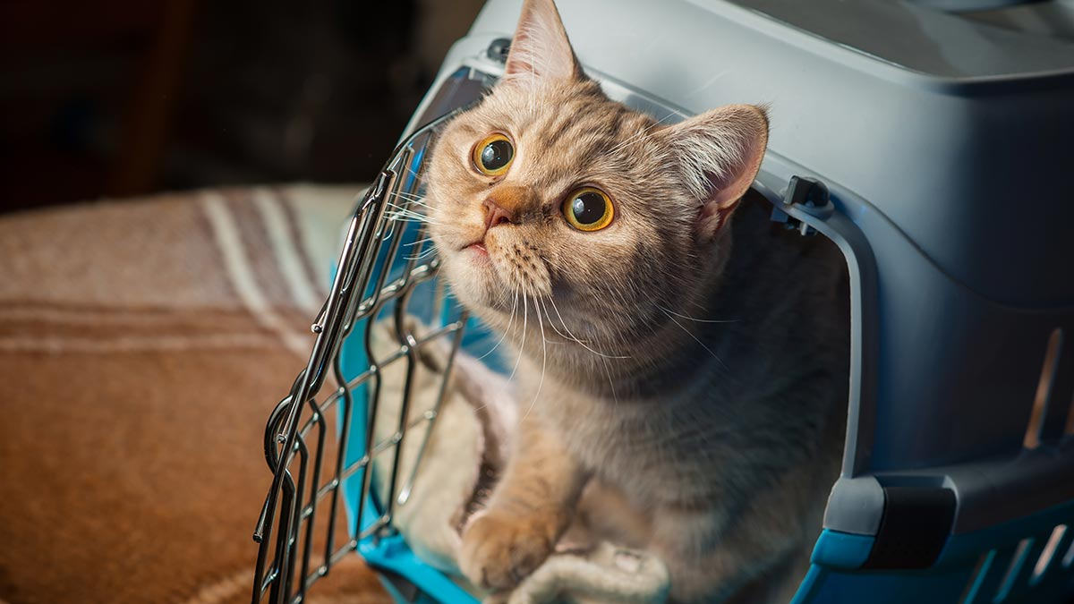 ¿Cómo transportar a tu gato sin estrés?