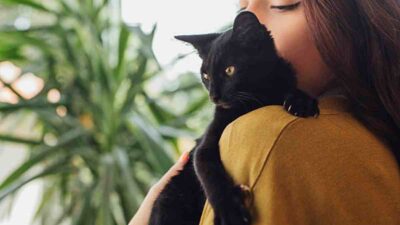 Empresa paga 10 mil dólares por abrazar gatitos