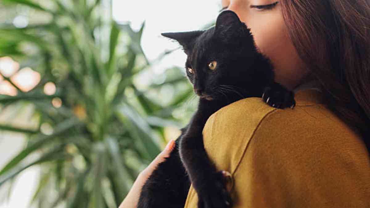 ¡Un sueño hecho realidad! Empresa paga 10 mil dólares por abrazar gatitos