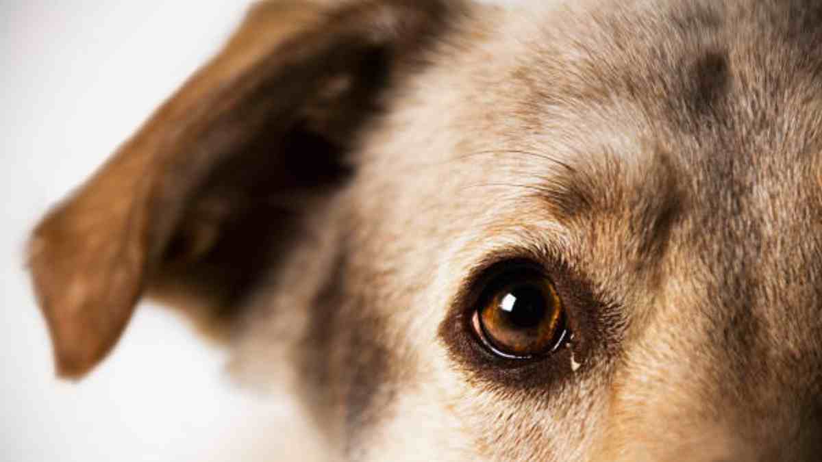 Estudio revela cómo ven los perros el mundo