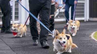 Desfile de perros corgi en honor a la nueva estatua de la reina Isabel II