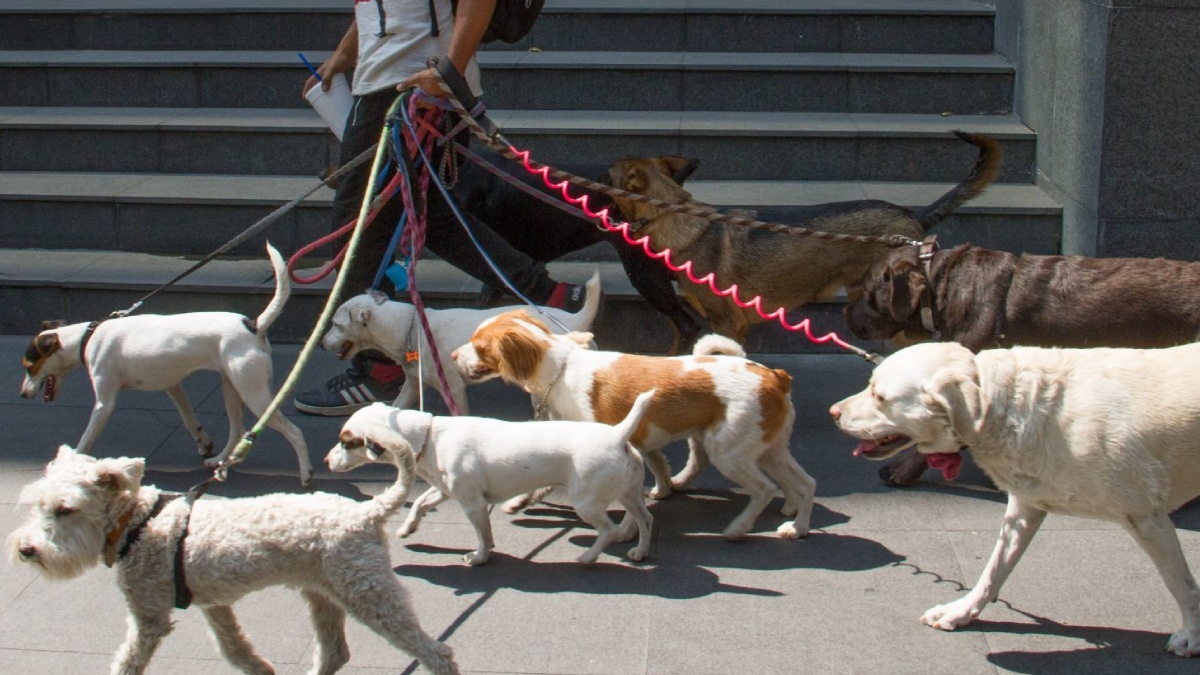 ¿Quieres ser paseador de perros? Así te puedes inscribir al padrón en CDMX