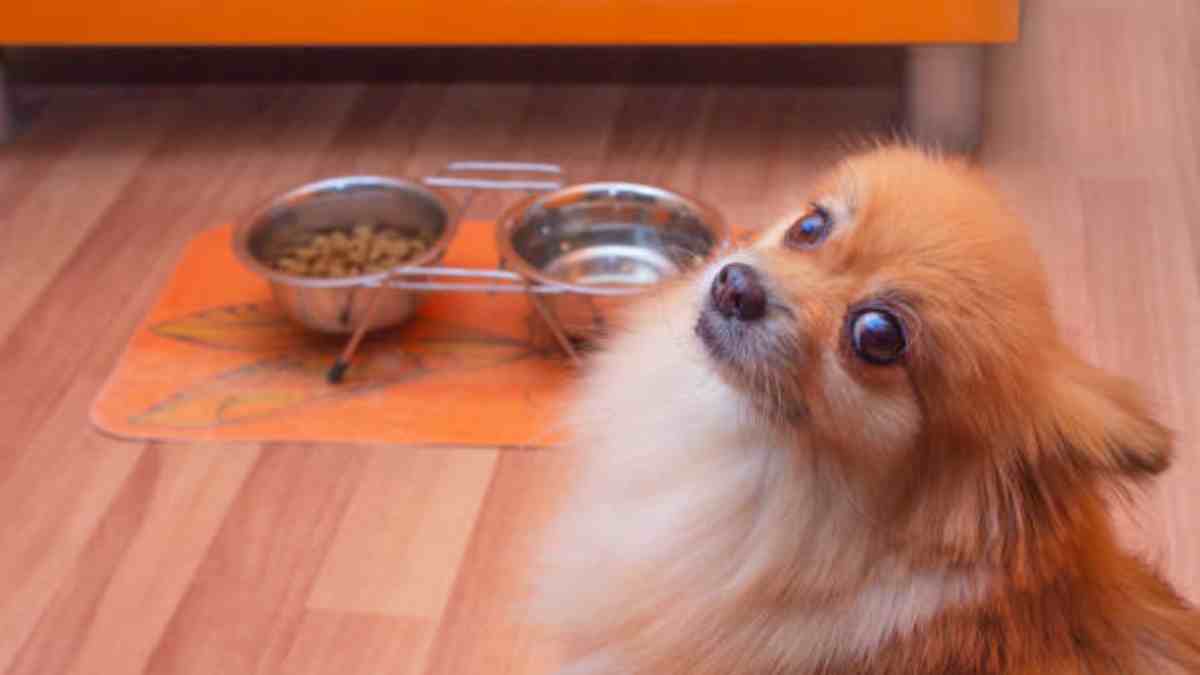 ¿Tienes un perro ansioso? Aquí te vamos a decir qué platos son los mejores para él