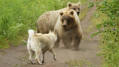 Familia busca a su perro perdido y lo encuentra jugando con unos osos