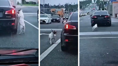 Perro persigue a coche tras ser abandonado en calles de California