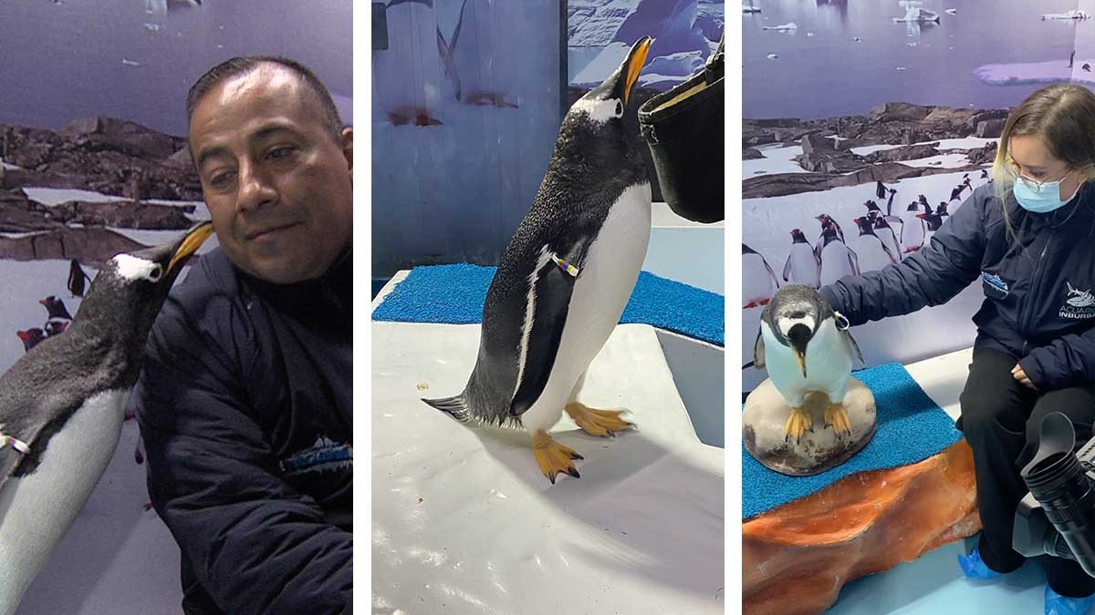 Conoce a los pingüinos más “gorditos y bonitos” de la CDMX; aquí te decimos en dónde están y cómo verlos