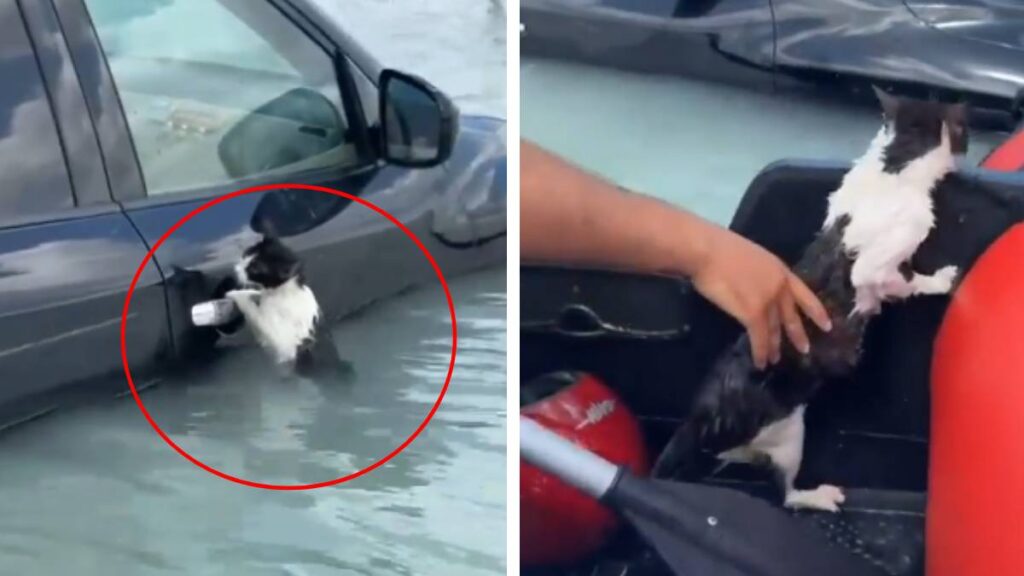 policias-de-dubai-rescatan-a-un-gatito-a-punto-de-ahogarse-en-las-inundaciones
