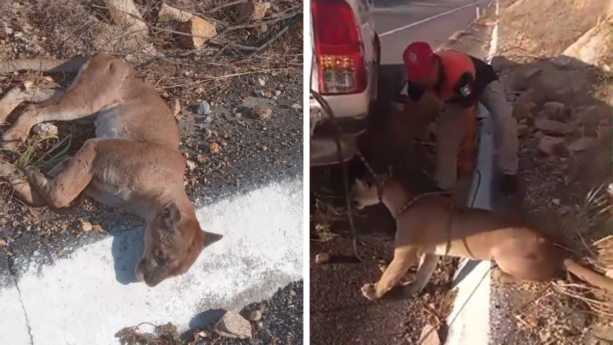 VIDEO: rescatan a puma que fue arrollado en Autopista Siglo XXI