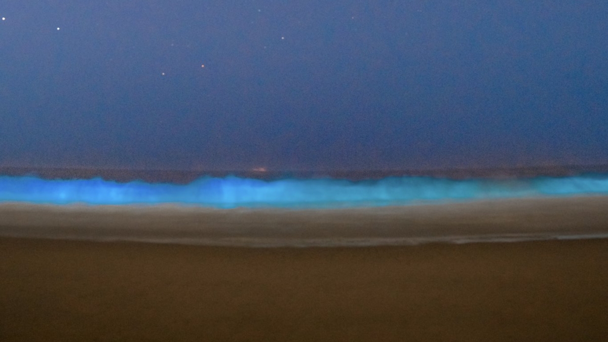 Imágenes: playas de Acapulco se iluminan por bioluminiscencia; ¿qué es?