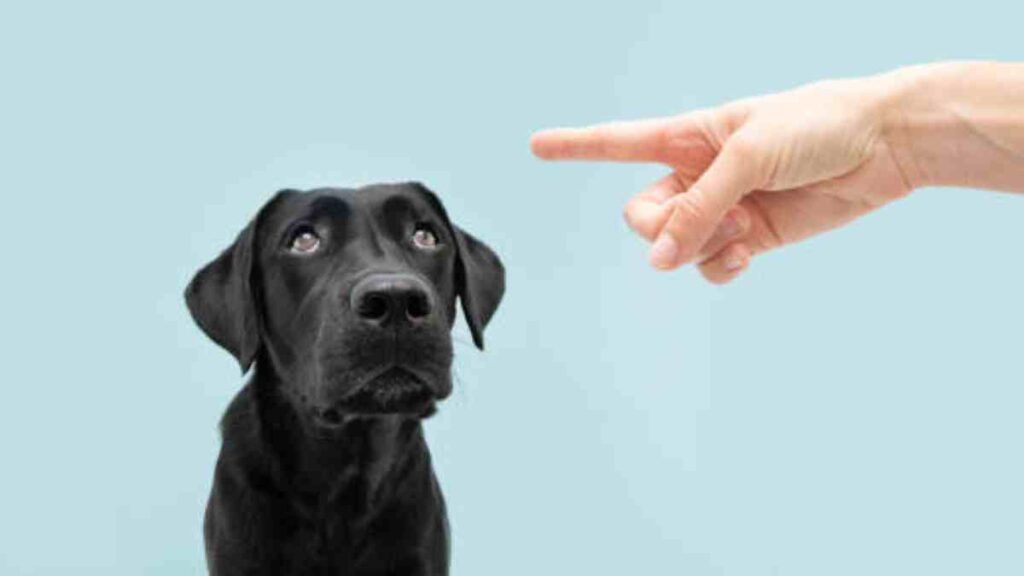 Perros sí entienden a los humanos, afirma estudio