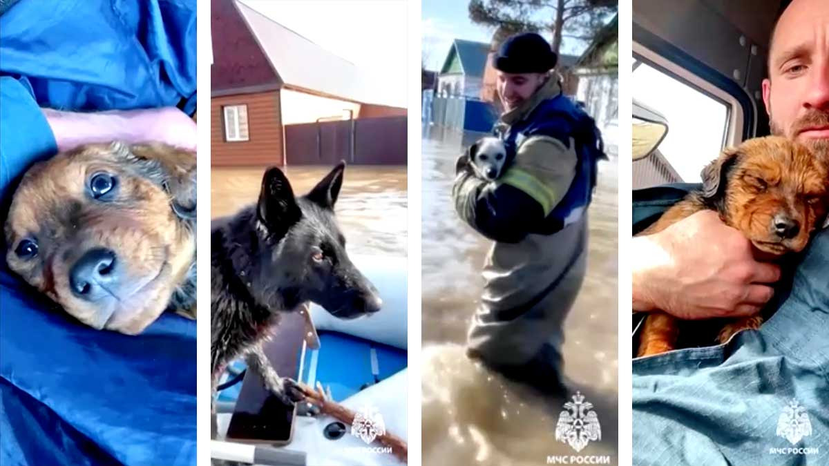 Rescatan a perritos atrapados por inundaciones en Rusia