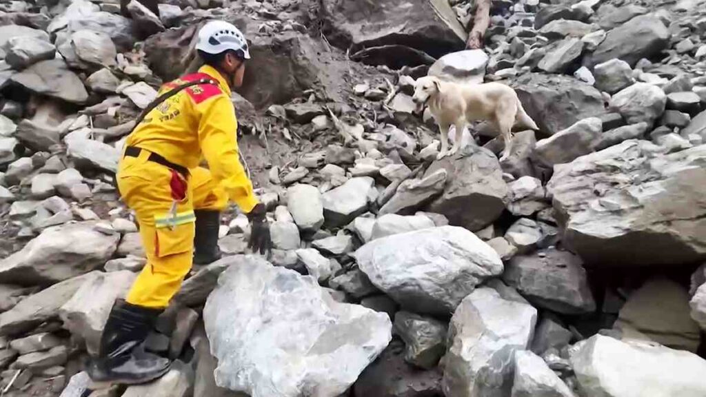 Roger, perro rescatista en el terremoto de Taiwán