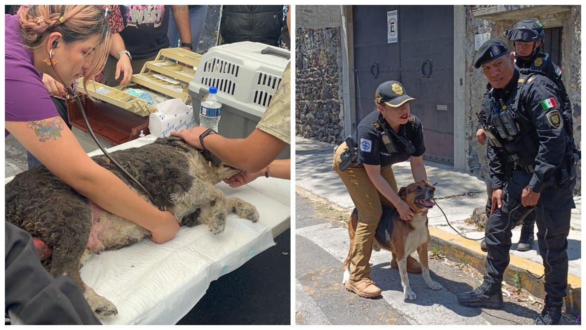 Imágenes: rescatan a 8 perritos tras explosión en vivienda de la CDMX 