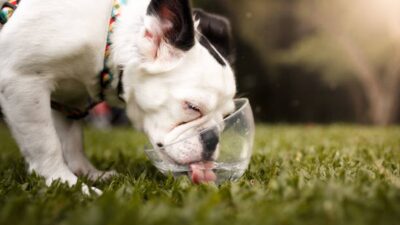 Snacks Refrescantes Para Tu Perro