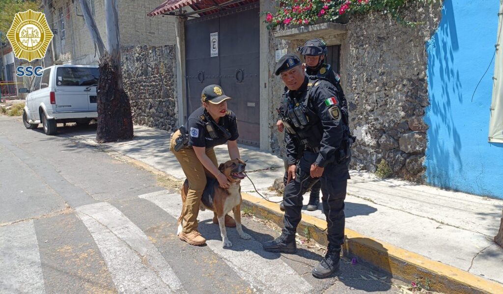Rescatan a 8 perritos tras explosión en vivienda de CDMX