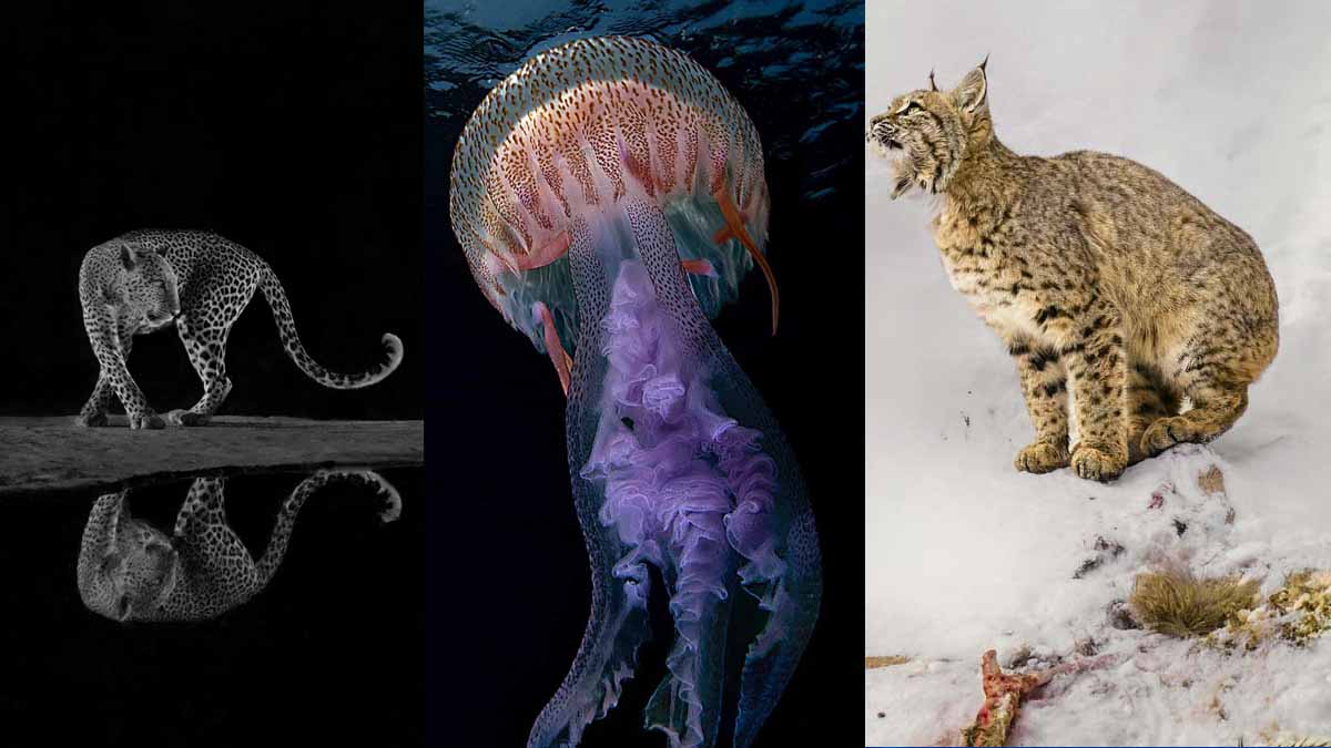 Estos son los ganadores de los World Nature Photography Awards 2024
