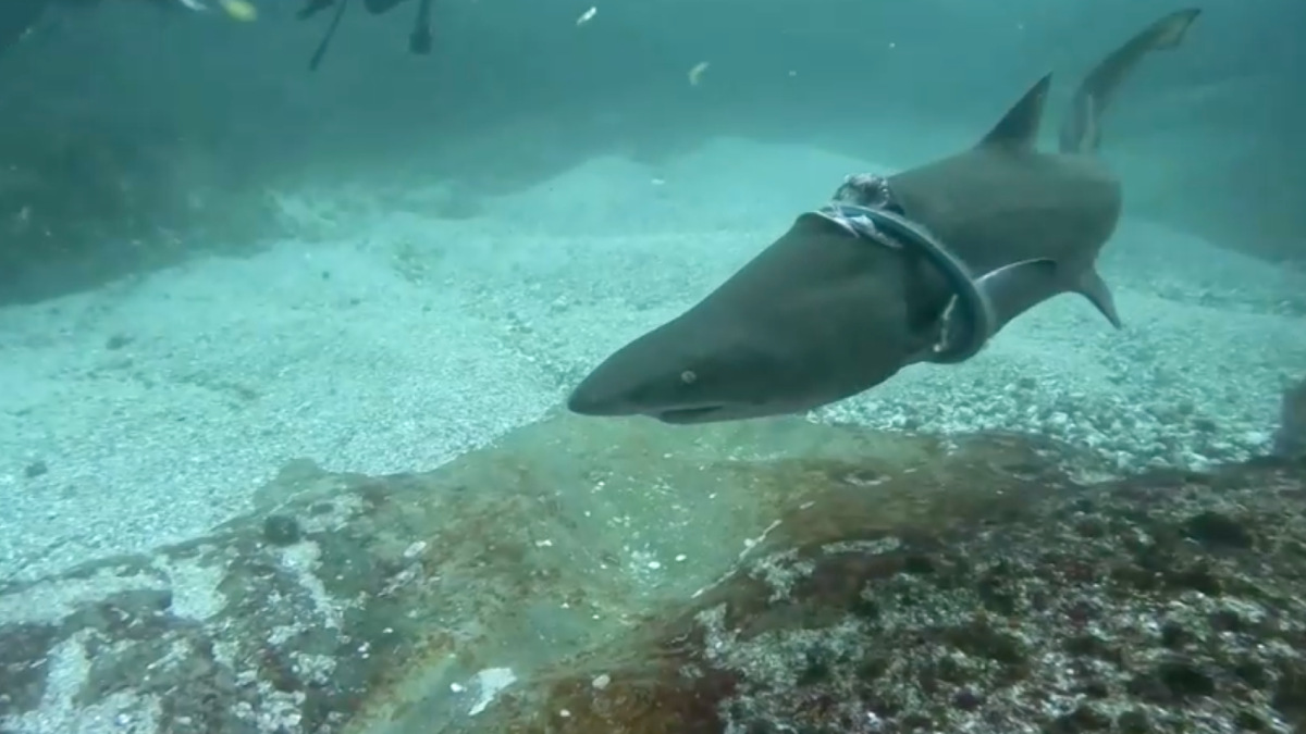 ¡Eso debe doler! Captan a tiburón atrapado y herido por un anillo de metal en Australia