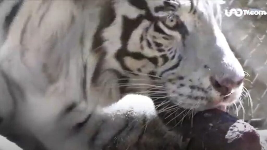 Tigre come una paleta en zoológico de Yucatán