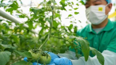 científicos chinos descubren secretos de mejoramiento de tomates