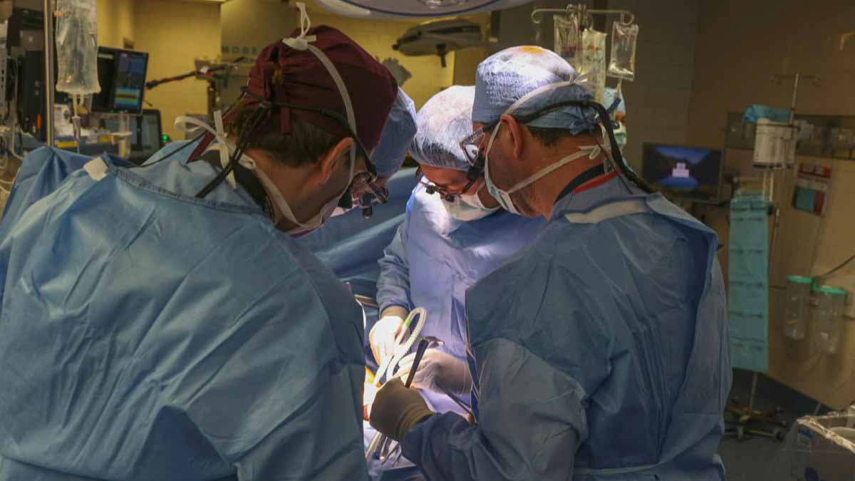 Paciente que recibió un riñón de cerdo modificado genéticamente fue dado de alta
