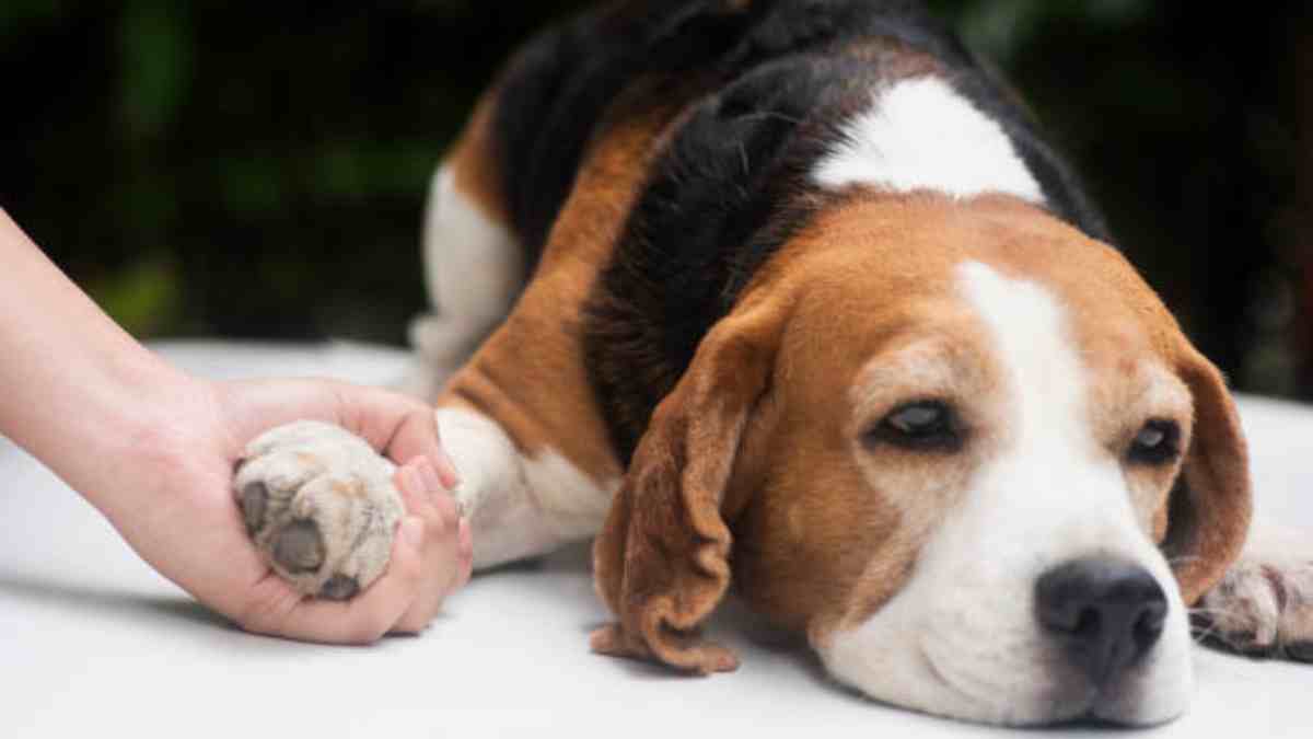 Un parásito que puede matar a tu perro: ¿qué es y cómo identificar el “gusano del corazón”?