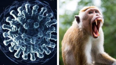 Virus B: Hong Kong registra primer caso tras ataque de un mono