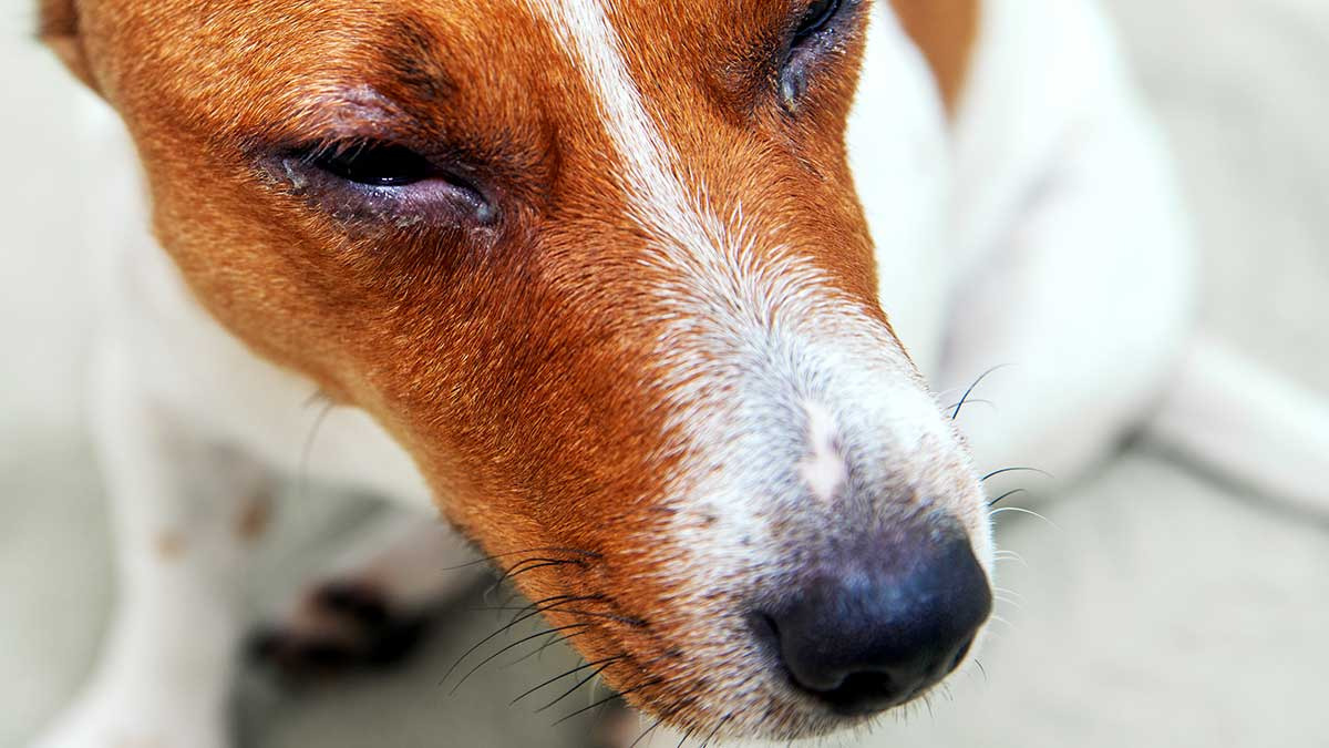 Zeus, el perrito que sobrevivió tras recibir dos disparos en el rostro; conoce su historia de lucha