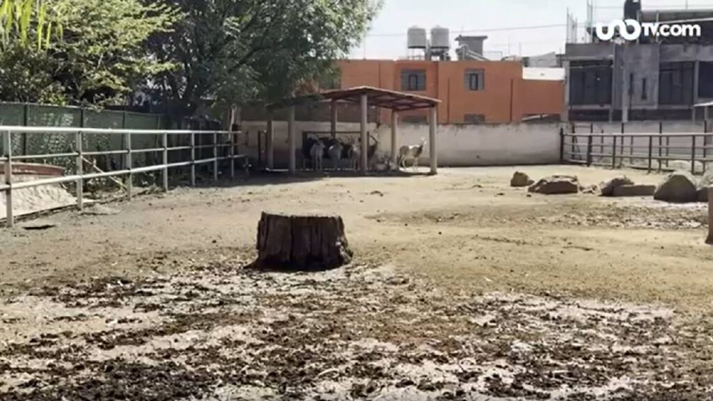 Zoológico demandará a Ooapas en Michoacán