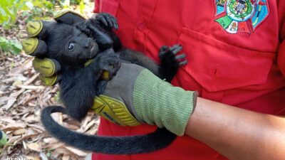 157 monos muertos en Chiapas y Tabasco por intenso calor: Semarnat