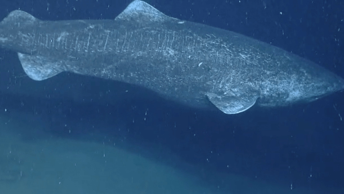 ¿Real o fake? Video de un tiburón de Groenlandia de 392 años se hace viral