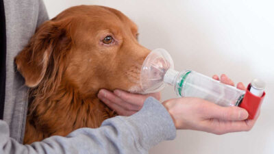 Asma en perros y gatos: síntomas y tratamiento