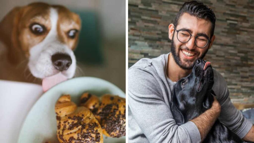 ¿A quién quiere más tu perro, a la comida o a ti?