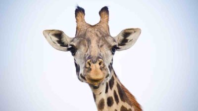 Quiropráctico que ajustó el cuello de una jirafa; ve el video