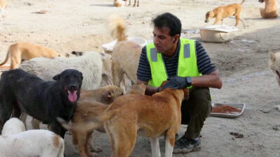 Abogado crea santuarios para perros callejeros en Irak