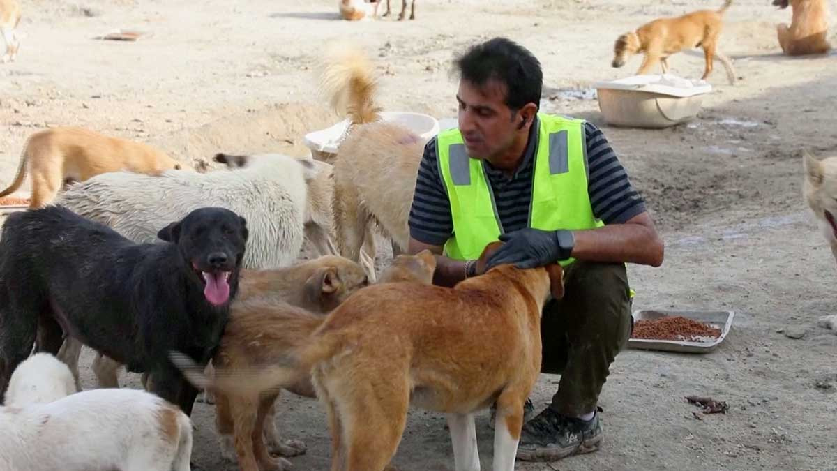 Abogado iraquí busca crear santuarios para perros callejeros sometidos a crueldad