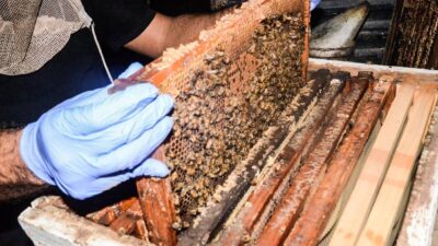 Apicultores rescatan panales de abejas en Oaxaca