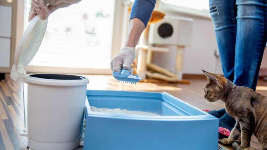 Caja de arena para gatos: Cómo limpiarla y cada cuánto hacerlo