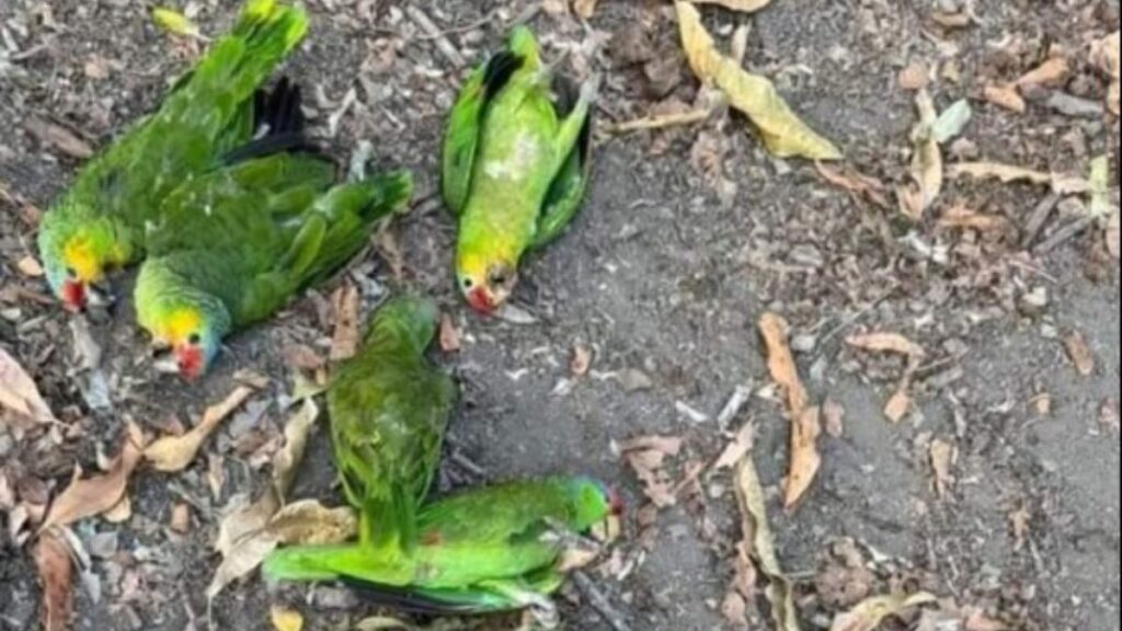 Muertes de aves por calor en México