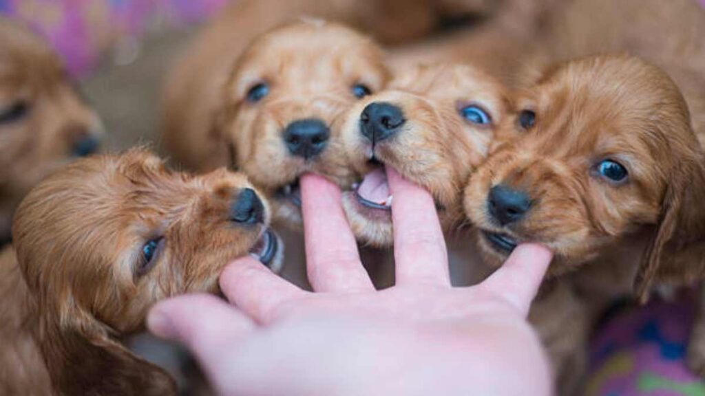 Por qué los perros muerden todo cunado son cachorros