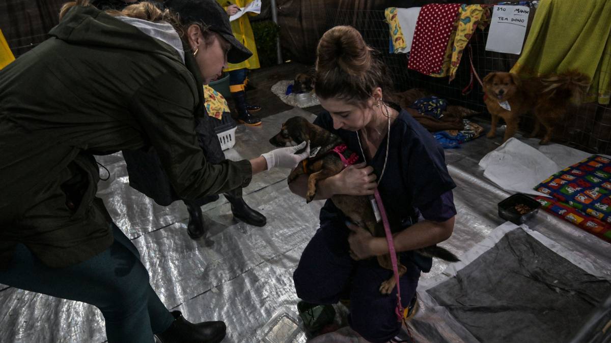 ¡Operación rescate! Luchan por salvar animales en el devastado sur de Brasil