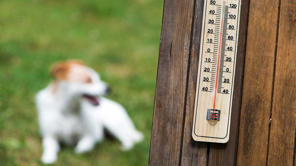 Reynosa, Tamaulipas, alerta por golpe de calor en mascotas