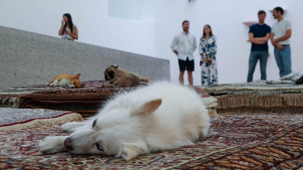 Museo Tamayo no volverá a usar perros en performance