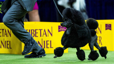 Caniche miniatura fue coronado el Mejor en exposición canina de NY; aquí las tiernas imágenes