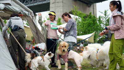 Inician las carreras de perros en Shanghái, aquí las imágenes de los peluditos fitness