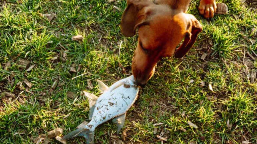 Qué pasa si los perros comen pescado crudo