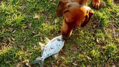 Qué pasa si los perros comen pescado crudo