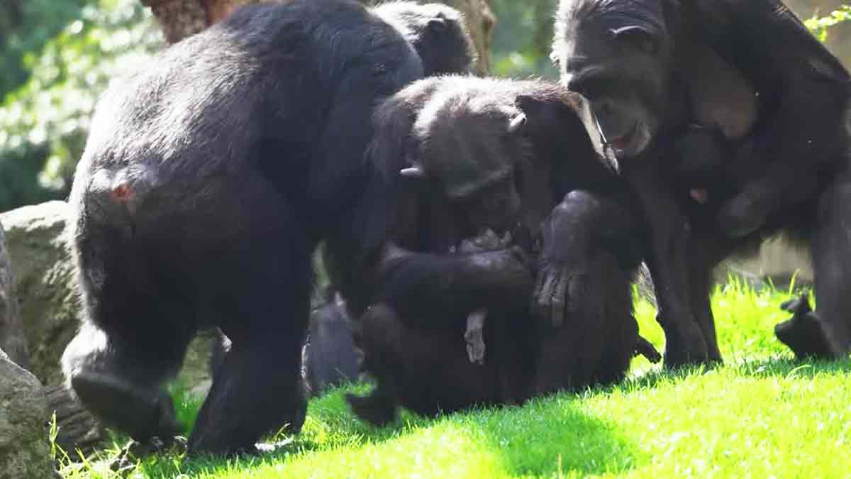 Una chimpancé afligida carga con su bebé muerto durante meses
